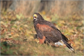 <p>KÁNĚ HARRISOVA (Parabuteo unicinctus) /Common buzzard - Mäusebussard/</p>